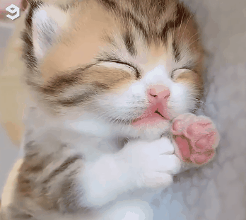 前方高萌!一大波小奶猫来袭