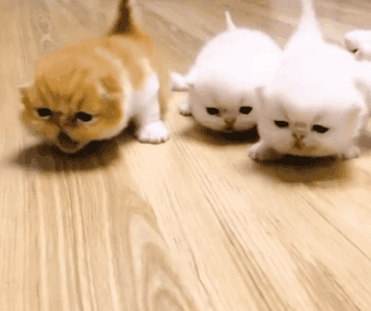 前方高萌一大波小奶猫来袭