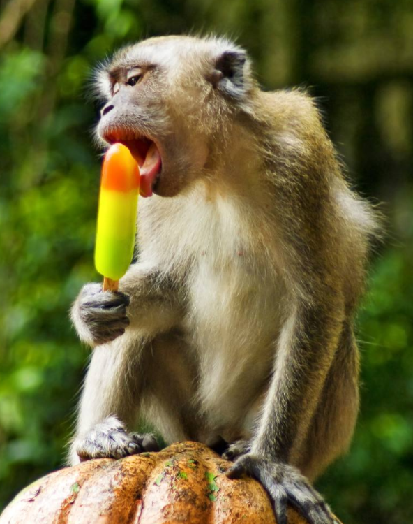 为什么黑猩猩抓到小猴子后,要先从大脑吃起?看完涨知识了