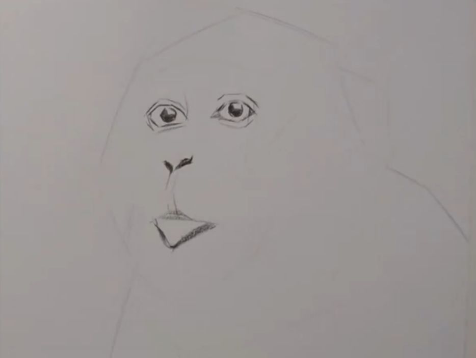 素描动物 教你画猴子!