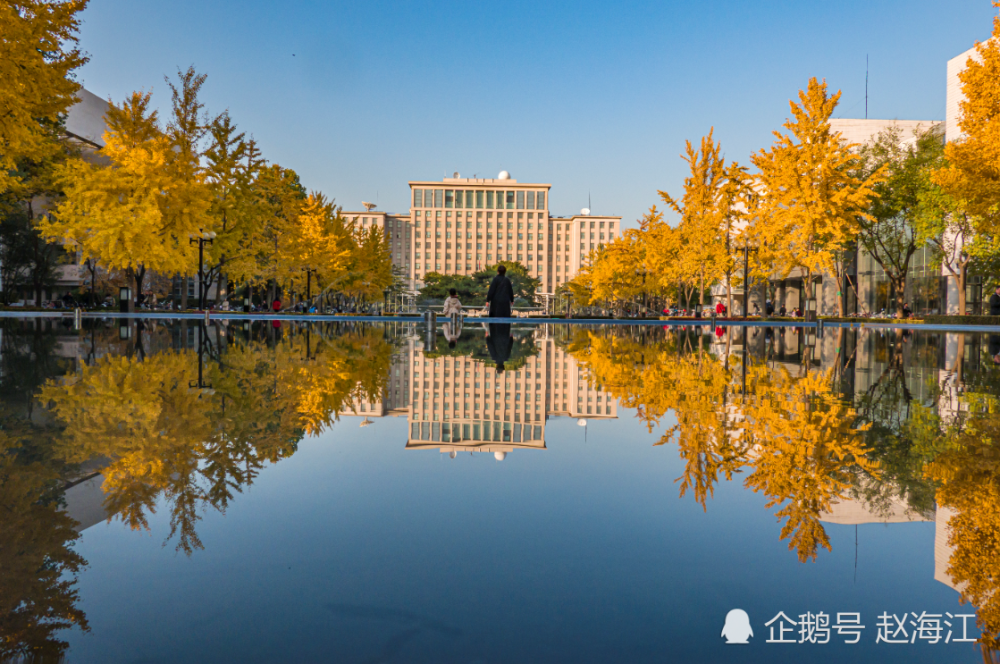 近日,清华大学主楼前喷泉水池成为校内热门景点,两旁金灿灿的银杏倒映