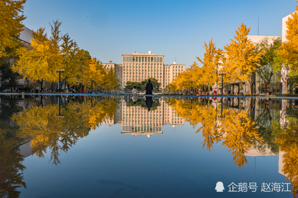 清华添新景!满目金黄,如同走进童话