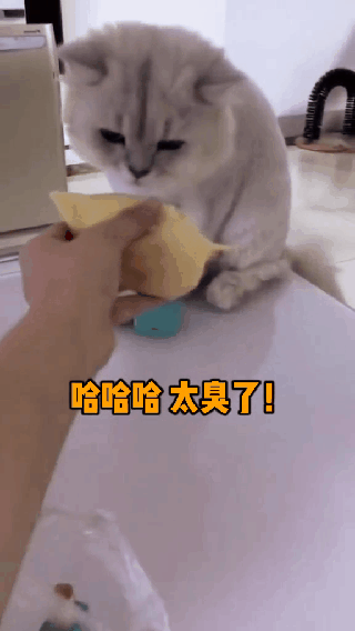 给猫咪吃榴莲表情实在太亮眼