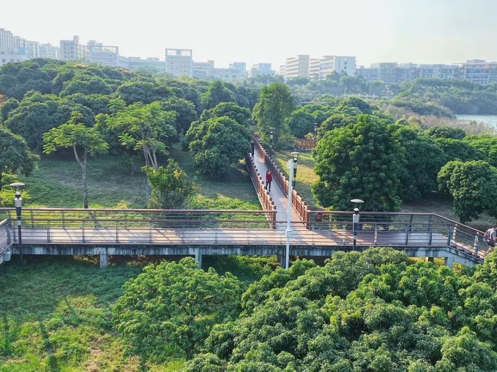 8000m绿道 空中长廊!周末来深圳"小西湖",欣赏立冬之美!