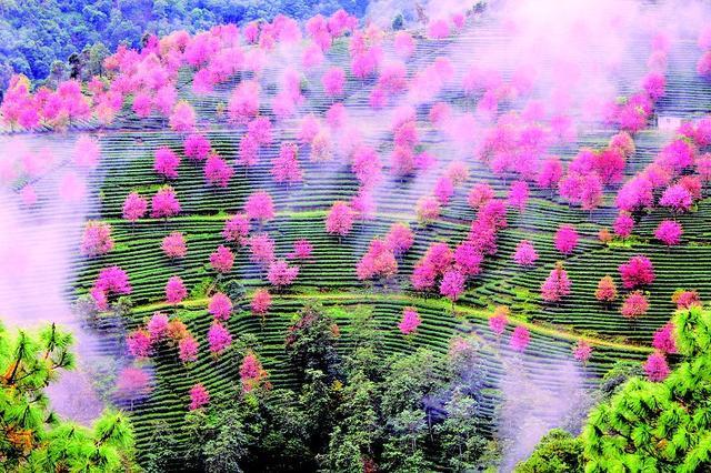 无量山,天龙八部影视城,无量山樱花谷,冬樱花,金庸,花开