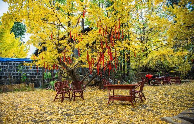 腾冲银杏村旅游最佳时间,几月份去最合适?
