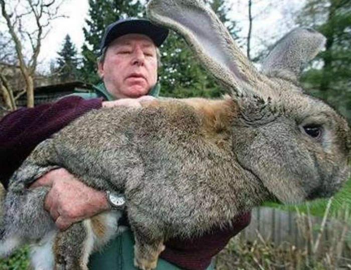兔子,澳大利亚,动物,物种泛滥,科普