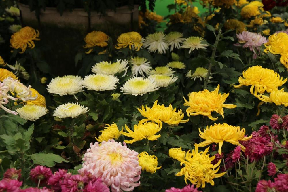秋天赏菊正当时,西安兴庆公园给您送上了一场菊花盛宴