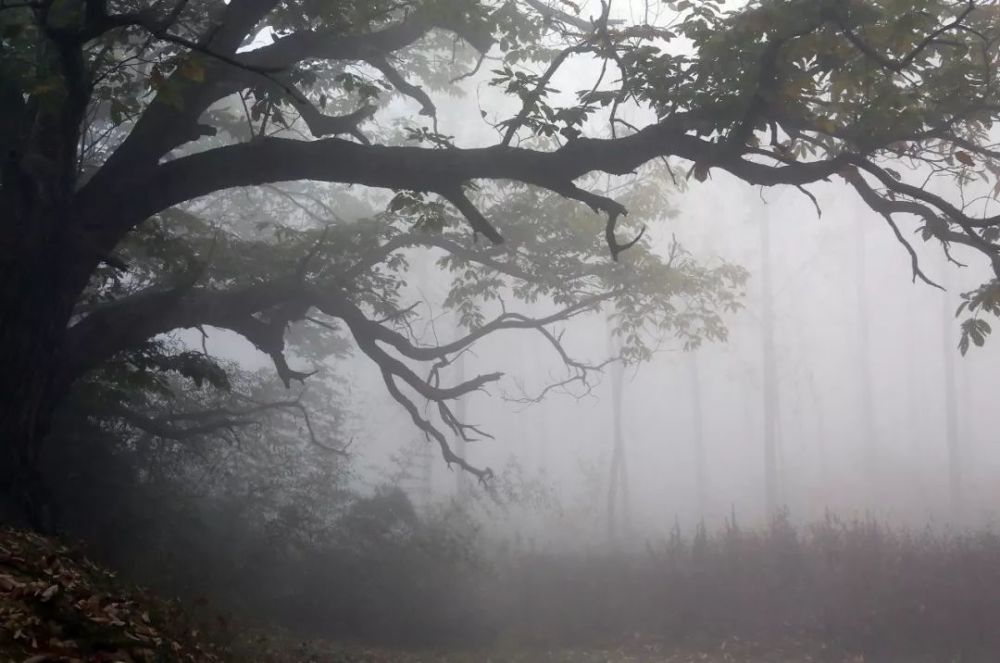 又一种风景:大雾中,东湾村的古树里又添了一道迷雾
