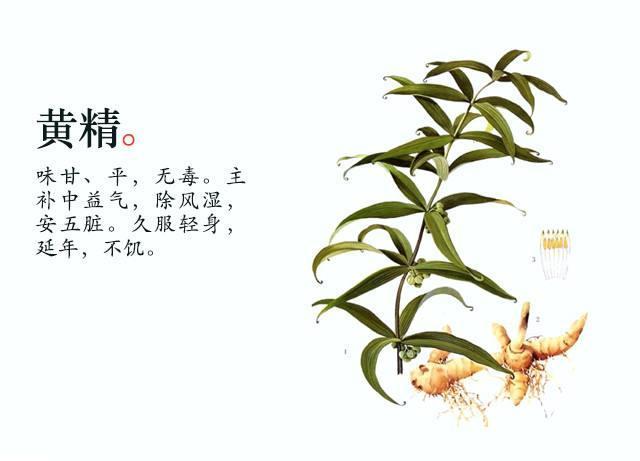黄精,性平,阴虚,滋阴,中药