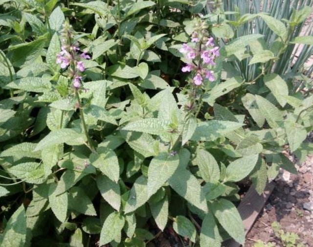 田地里的"1种草",根茎像"虫子",殊不知是"地蚕",珍贵!