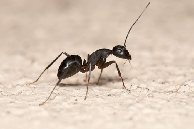 蚂蚁放大一万倍后,能不能成为地球的主宰?举起地球需要多少只蚂蚁?