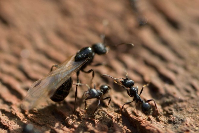 蚂蚁放大一万倍后,能不能成为地球的主宰?举起地球需要多少只蚂蚁?
