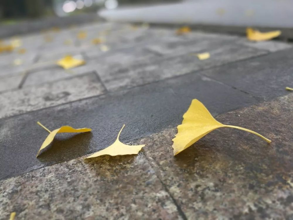 雨后,空气湿润 地上的银杏叶特别干净 松针末端的雨滴摇摇欲坠 天儿不