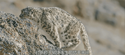 雪山之王雪豹靠什么吸引豹妹
