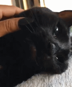 主人请人维修,他进屋却被吓跑:你家猫咪说no