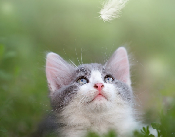 软萌可爱的猫咪高清图片,灵动可爱,神采奕奕