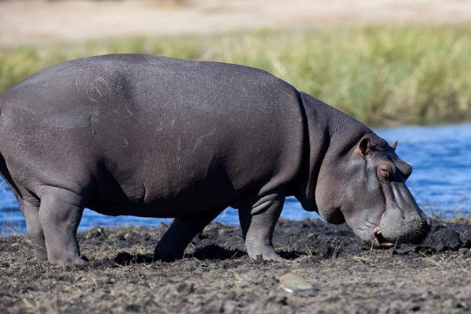食草动物可以吃肉吗?河马试了一下,结果超乎想象!