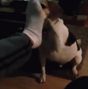 壁纸 动物 狗 狗狗 350_356 gif 动态图 动图