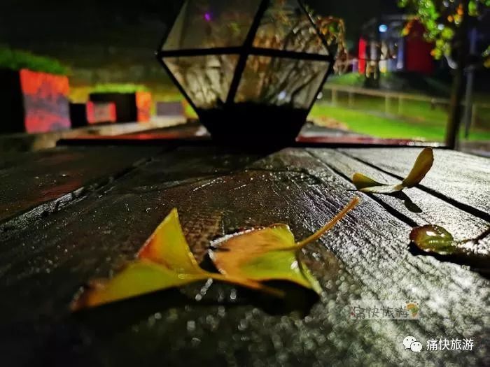 又是一年落叶季 雨夜银杏叶如画