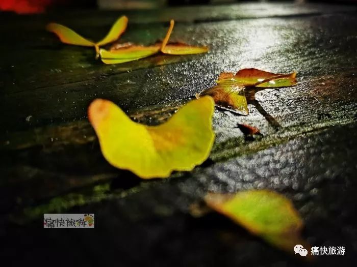 又是一年落叶季 雨夜银杏叶如画