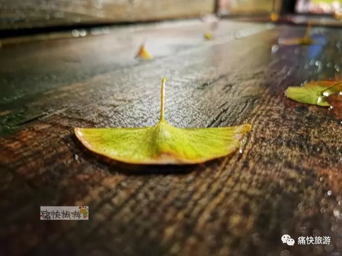 又是一年落叶季 雨夜银杏叶如画