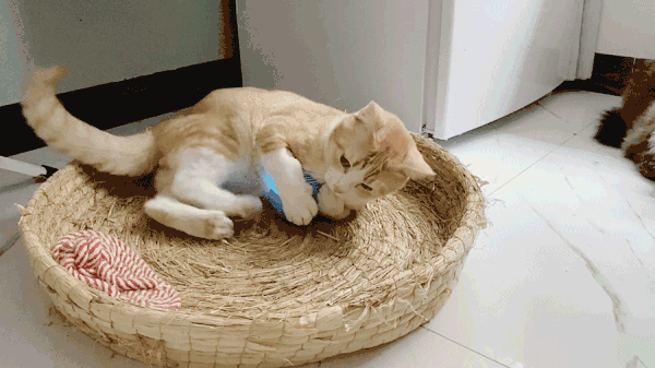 当然不是,对于喵星人来说,爱玩是它们的天性, 作为铲屎官,每天至少陪