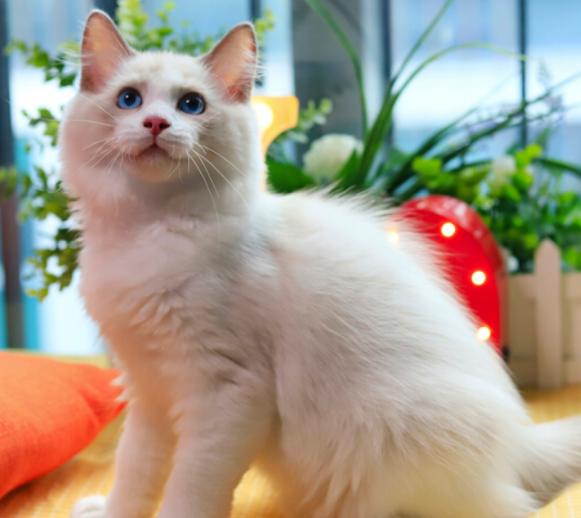 白色小猫咪美图鉴赏,叫声甜美透亮的蓝眼睛,可爱极了