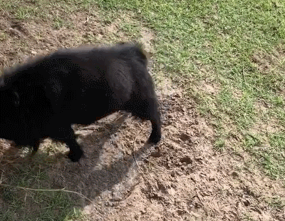 暴躁山羊被救后见人就怼,把主人怼得一身伤,主人却说很爱它