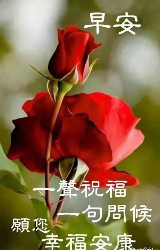 11月12日最新清晨早安问候动态表情图片 最美早上好祝福美图动态