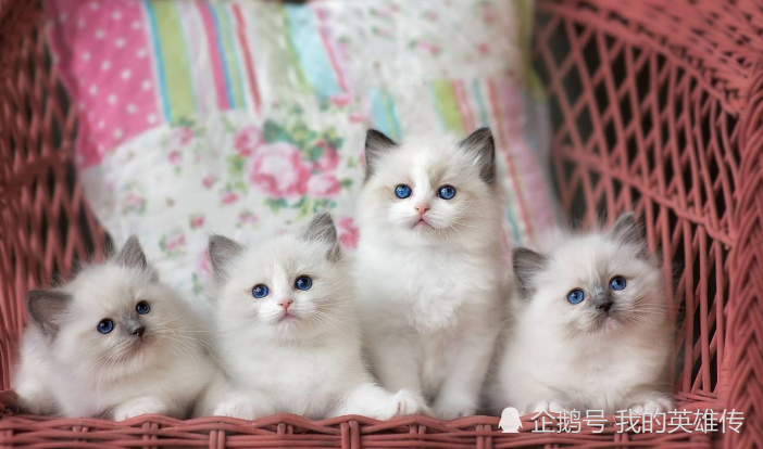 八种最昂贵的猫咪,布偶猫都不算什么,它们才是"行走的