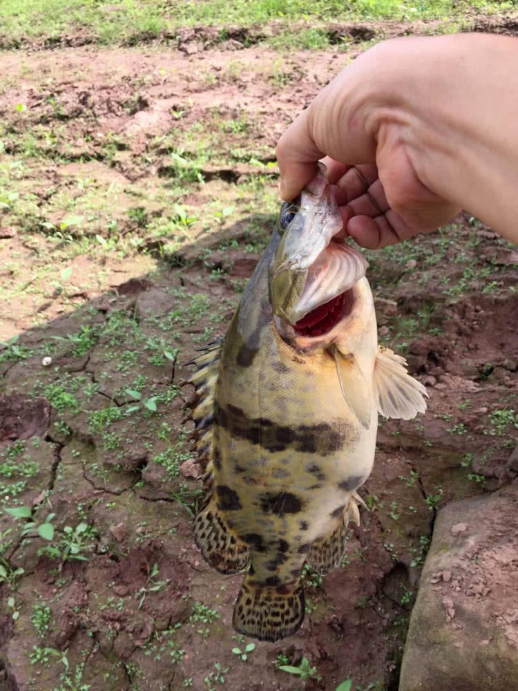 鳜鱼,手竿,钓鱼人,鱼类,泥鳅,垂钓