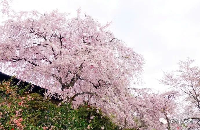 樱花,日本晚樱,花卉,大山樱