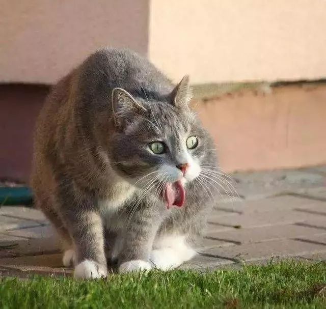 猫咪突然声音沙哑,是受什么刺激了吗?