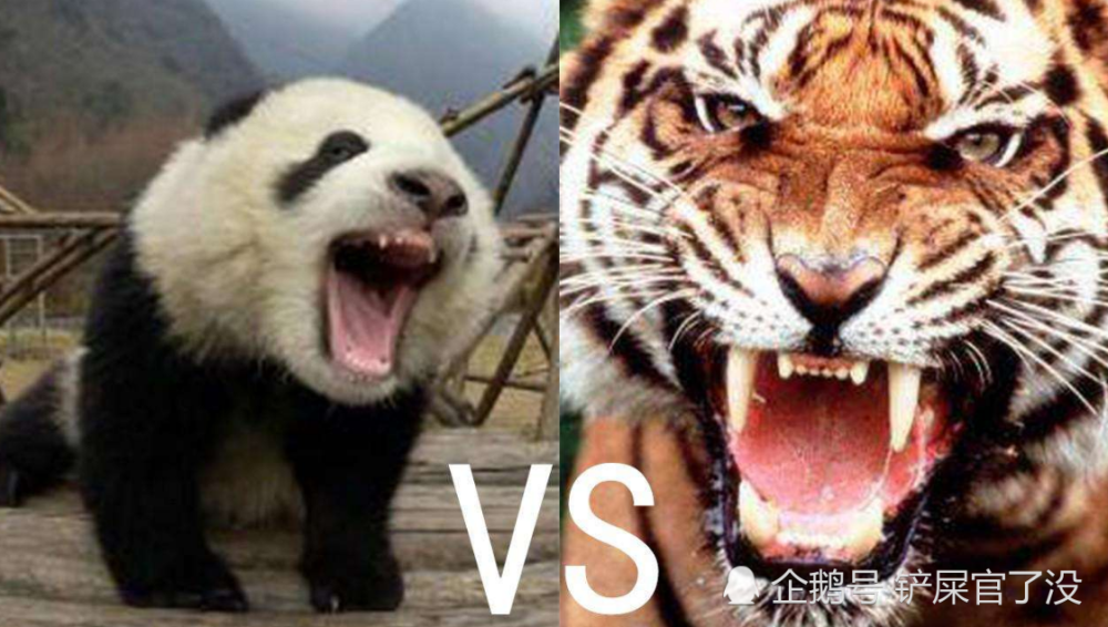熊猫凶起来很可怕,那熊猫打的过老虎吗?网友:能打最小