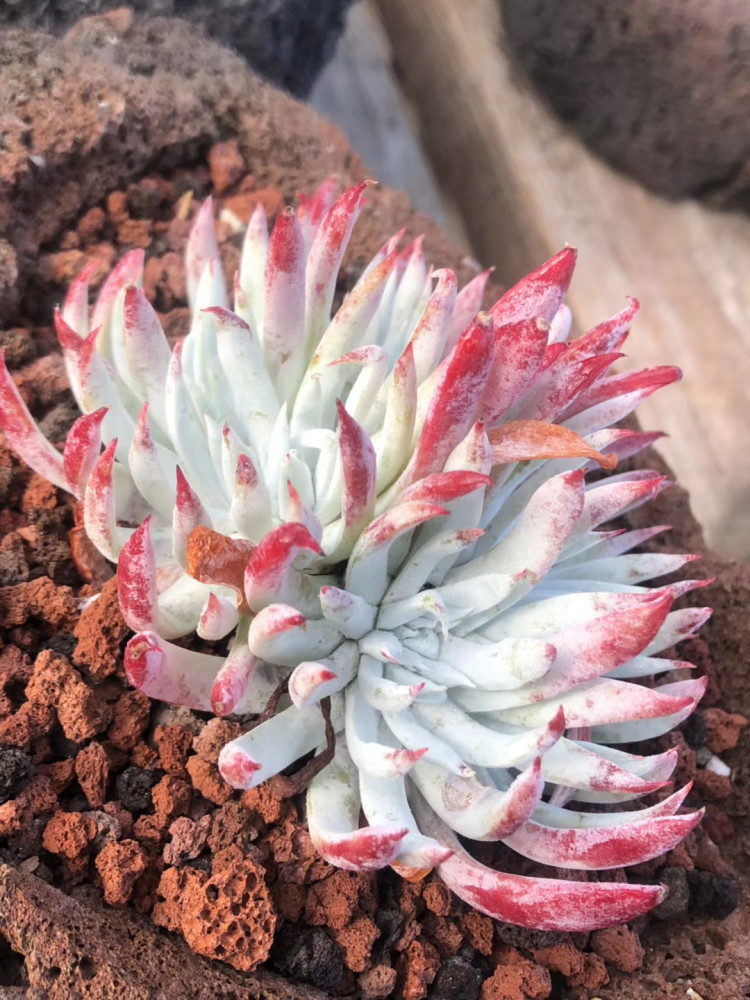 冬季室内多肉植物养殖出问题了 别急这里看我们一起来解决 看点快报