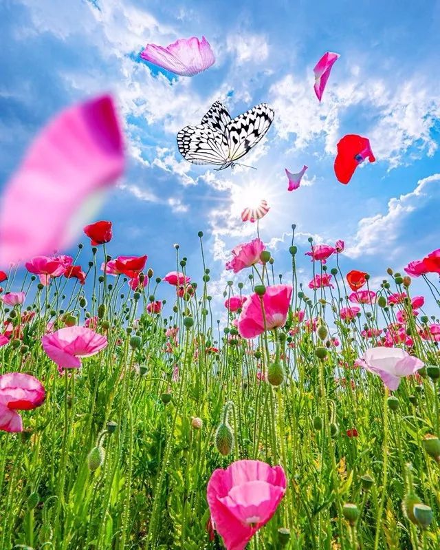 花花世界,美成了仙境!
