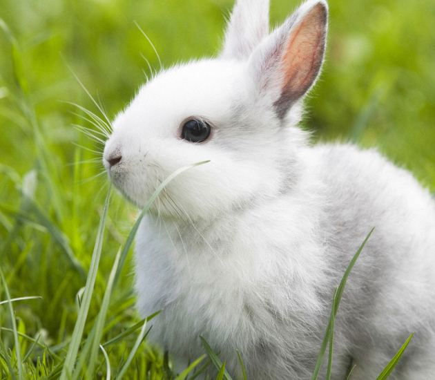 小巧玲珑的小兔子高清美图,乖巧可爱,聪明俏皮