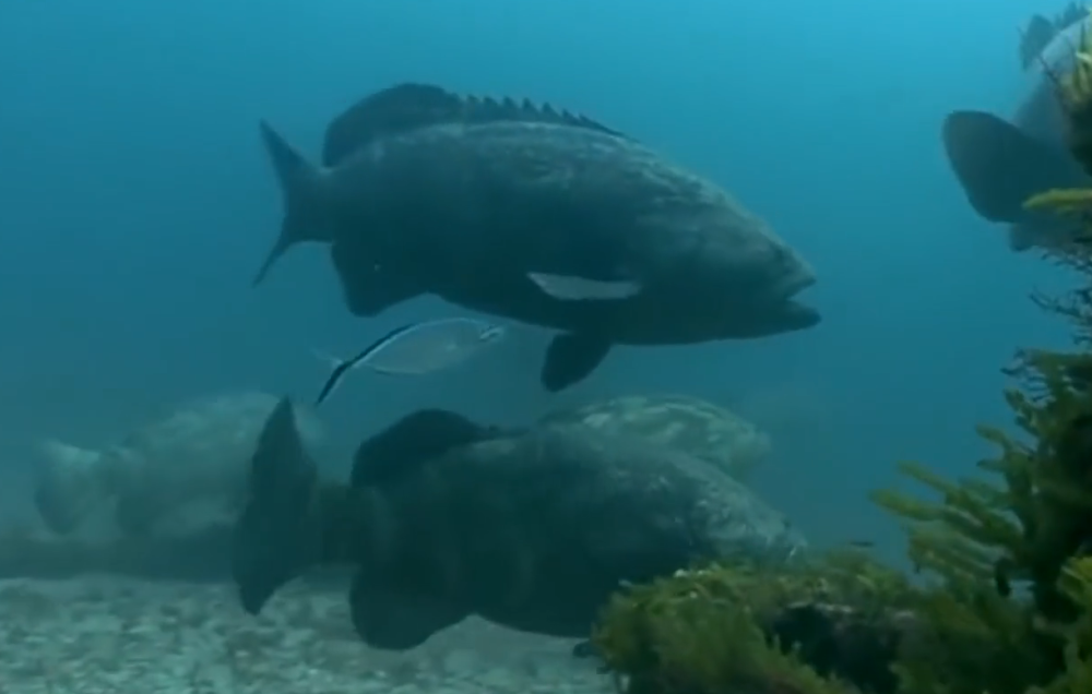 日本渔民发现巨型石斑鱼,要用起重机才能吊起来,专家