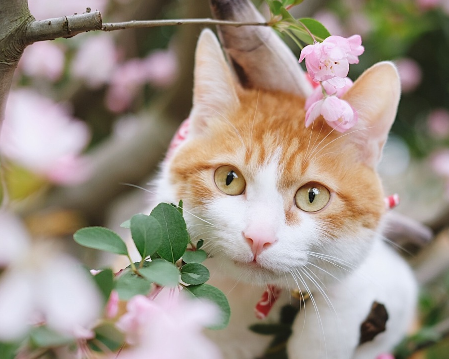 呆萌可爱小猫咪,户外风景春意盎然,让人心旷神怡