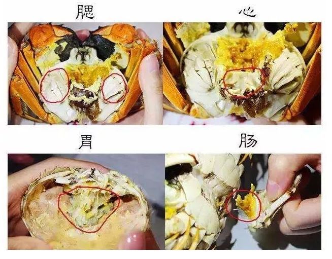 死螃蟹,隔夜的螃蟹最好不吃,容易引起过敏反应.