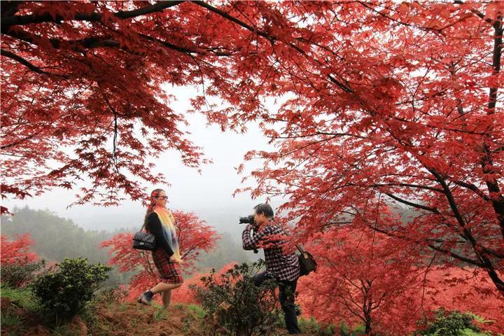 巴南区,重庆,枫叶