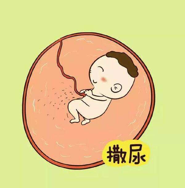 胎儿,羊水,子宫,孕妇,发育,孕妈