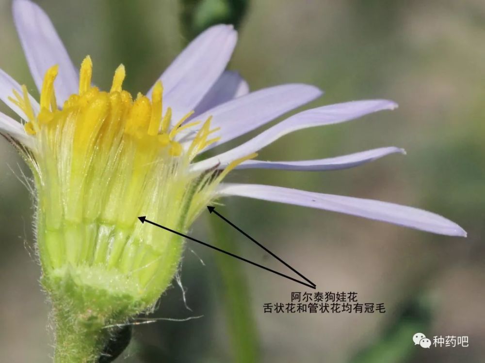 狗娃花和阿尔泰狗娃花辨识