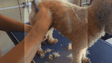 不会这个梳毛小撇步,地球上就多一只被薅秃的狗!