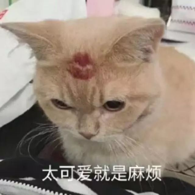 猫咪表情包:生活奇奇怪怪,我得可可爱爱