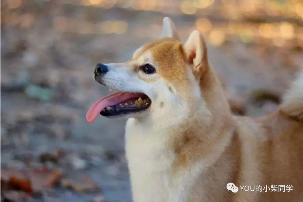 柴犬真的是现在狗狗界的网红,无论它的笑容,还是招人喜爱的性格和