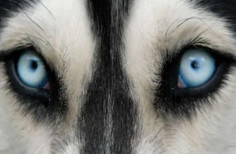 心理学:下面哪只眼睛更像是狗眼?看今生有多少人会爱你,特准!