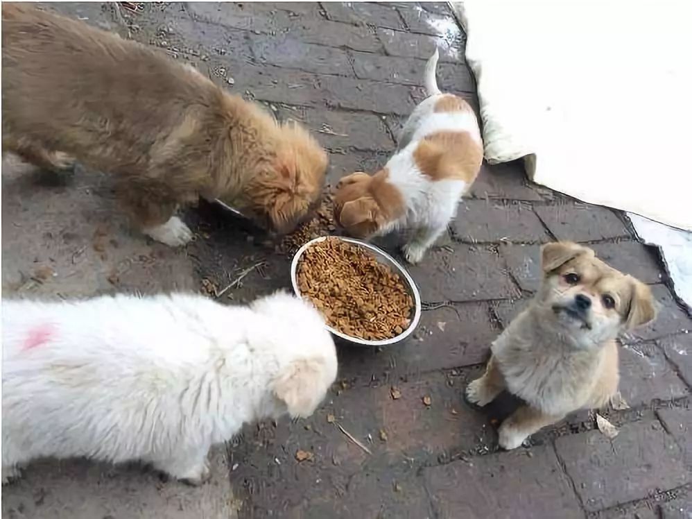 60%的流浪猫狗活不过这个冬天!如果可以,请帮帮它们