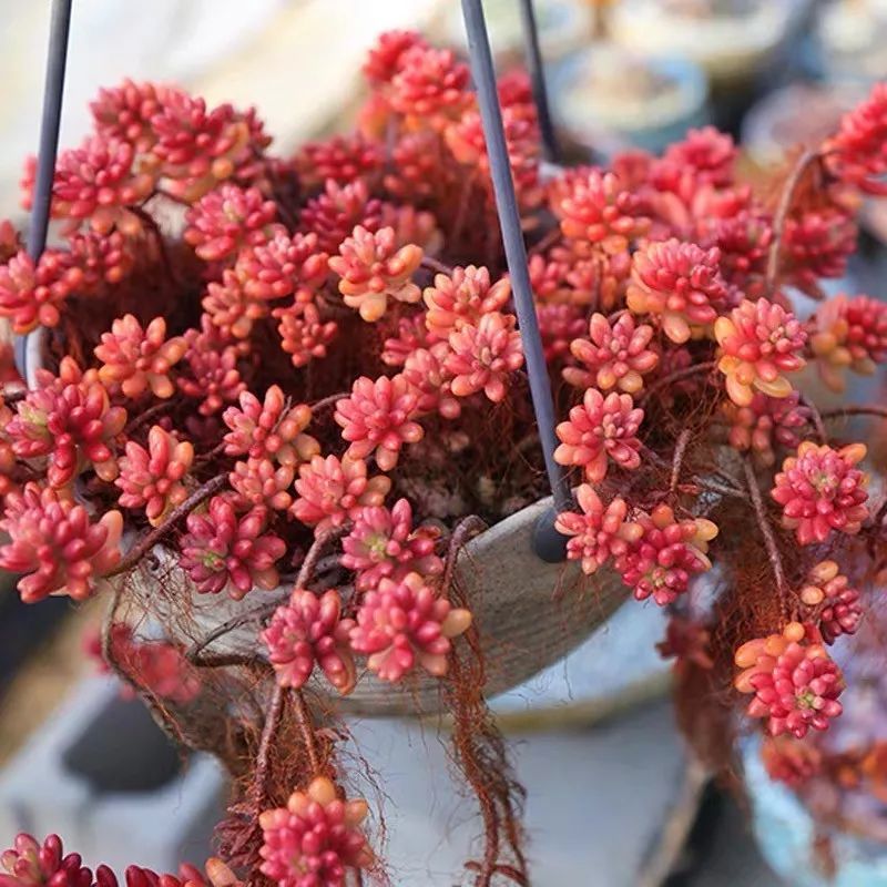 火祭是景天科青锁龙属多肉植物,又叫秋火莲,红景天,它株形美观,长